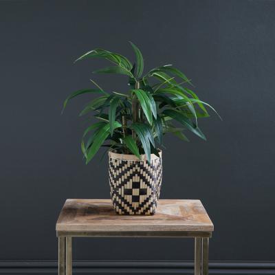Dunelm Bamboo in Woven Pot 60cm Green