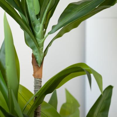 Dunelm Artificial Real Touch Dracaena Tree in Black Plastic Plant Pot Green