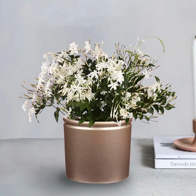 Dunelm Jasmine House Plant in Gold Lucca Pot Gold