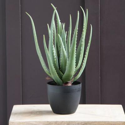 Dunelm Artificial Aloe Vera Plant Green
