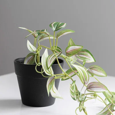 Dunelm Artificial Trailing Tradescantia in Black Pot 45cm Black/Green
