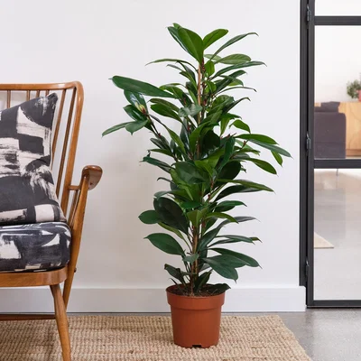 Dunelm African Fig House Plant Brown