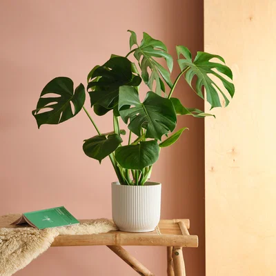 Dunelm Swiss Cheese House Plant in Elho Pot Plastic White