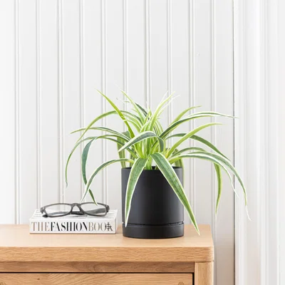 Dunelm Spider Plant in Black Cement Pot Green