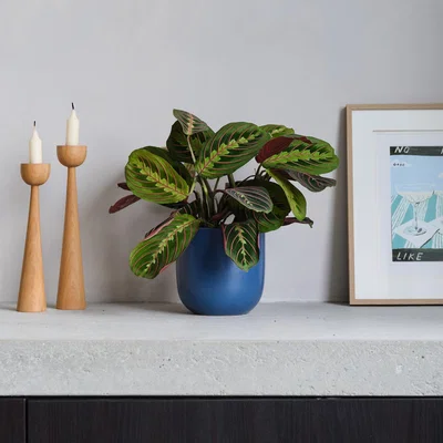 Dunelm Prayer House Plant in Earthenware Pot Earthenware Blue