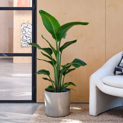Dunelm Bird Of Paradise House Plant in Capri Pot Ceramic Light Green