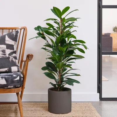Dunelm African Fig House Plant in Earthenware Pot Earthenware Dark Grey