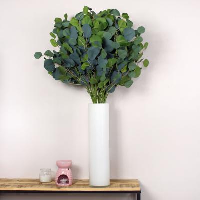 Dunelm Green Dollar Eucalyptus Stems 12 Pack Green