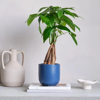 Dunelm Money Tree House Plant in Earthenware Pot Earthenware Blue