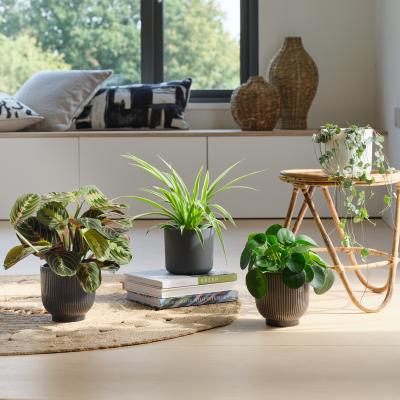 Dunelm Pet Friendly Potted House Plant Bundle MultiColoured