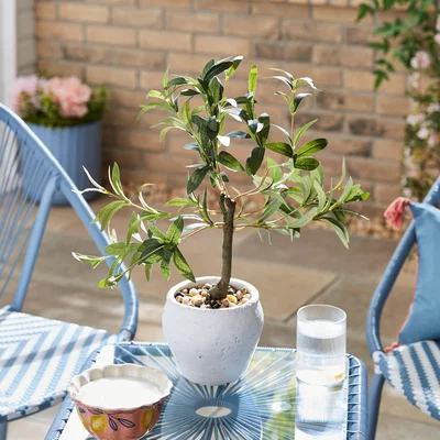 Dunelm Artificial Olive Tree in White Cement Pot Green