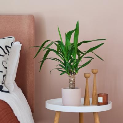 Dunelm Yucca House Plant in Earthenware Pot Earthenware Pink