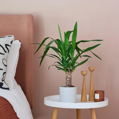 Dunelm Yucca House Plant in Capri Pot Ceramic Light Grey