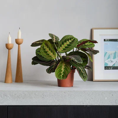 Dunelm Prayer House Plant Brown