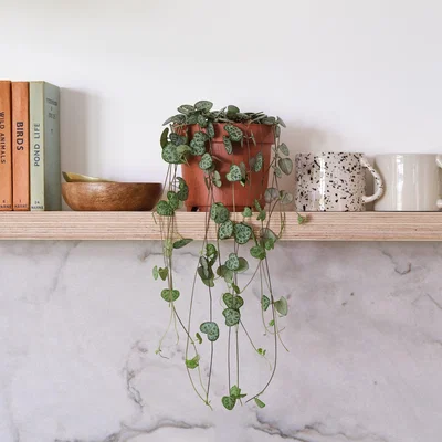 Dunelm String Of Hearts House Plant Brown