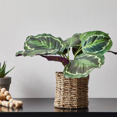 Dunelm Artificial Calathea Green 36cm Green