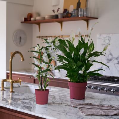 Dunelm Beards & Daisies Blooming Beautiful Pair Dendrobium Peace Lily House Plant Green