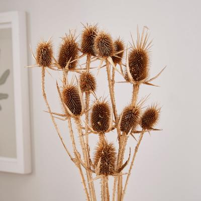 Dunelm Dried Metallic Gold Thistle Bouquet Gold