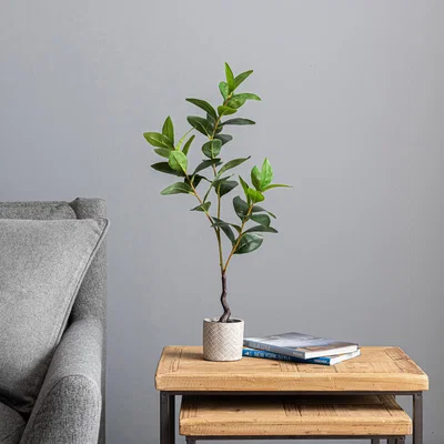 Dunelm Lemon Leaf in Concrete Pot 59cm Green