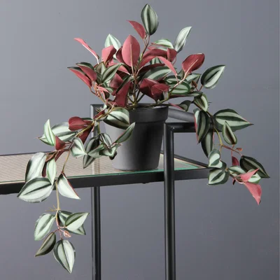 Dunelm Violet Trailing 'Wandering Dude' Purple