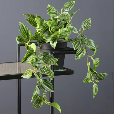Dunelm Green Trailing 'Wandering Dude' Green