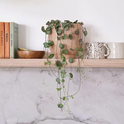 Dunelm String Of Hearts House Plant in Ribbed Pot Ceramic Pink