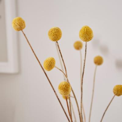 Dunelm Dried Yellow Craspedia Bouquet Yellow