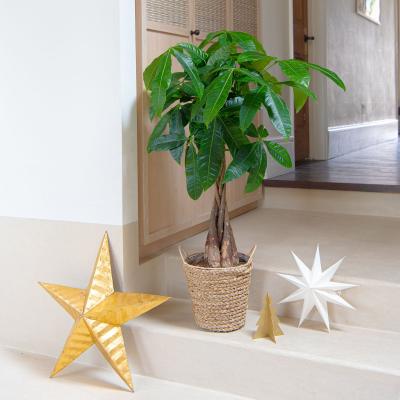 Dunelm Money Tree House Plant in Seagrass Basket Natural