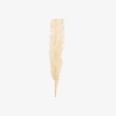 Dunelm White 145cm Real Pampas Grass Stem White