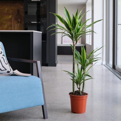 Dunelm Dracaena Lemon & Lime House Plant Brown