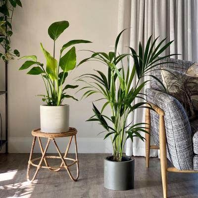 Dunelm Bird of Paradise & Kentia Palm Potted House Plant Bundle MultiColoured