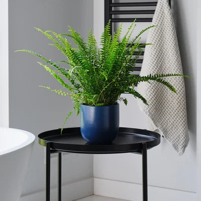 Dunelm Boston Fern House Plant in Earthenware Pot Earthenware Blue