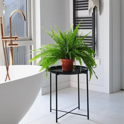Dunelm Boston Fern House Plant Brown
