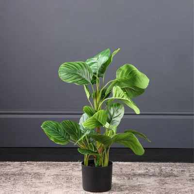 Dunelm Real Touch Arrowroot in Pot 70cm Green