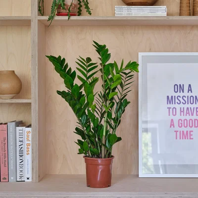 Dunelm ZZ House Plant Brown