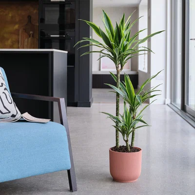 Dunelm Dracaena Lemon & Lime House Plant in Elho Pot Plastic Pink