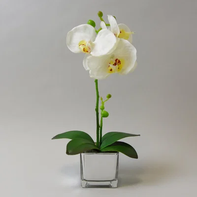 Dunelm White Orchid in Silver Glass Pot 34cm White