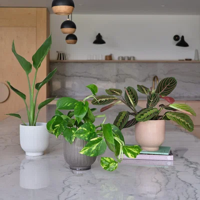 Dunelm Bestseller Potted House Plant Bundle MultiColoured
