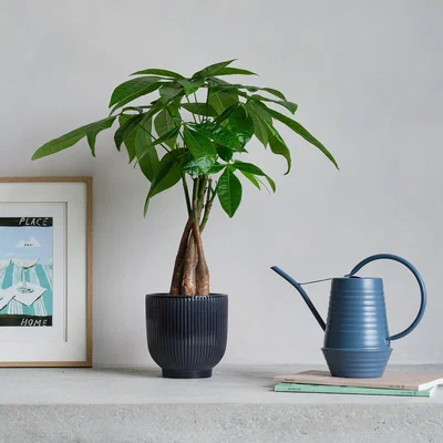 Dunelm Money Tree Potted House Plant and Watering Can Bundle Ceramic Navy