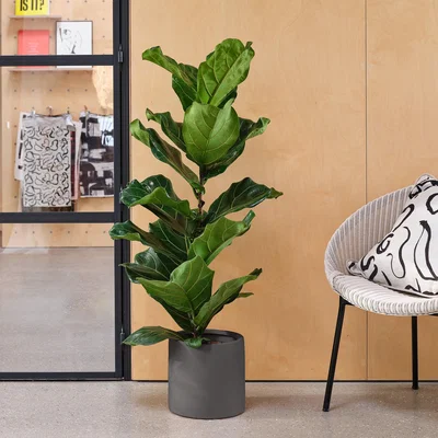 Dunelm Fiddle Leaf Fig House Plant in Earthenware Pot Earthenware Dark Grey