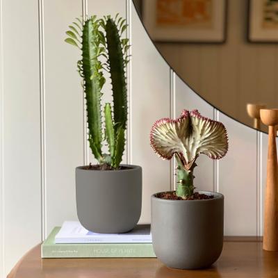 Dunelm Cacti Potted House Plant Bundle Earthenware Graphite