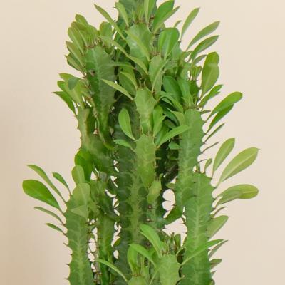 Dunelm Cacti Trio Potted House Plant Bundle MultiColoured