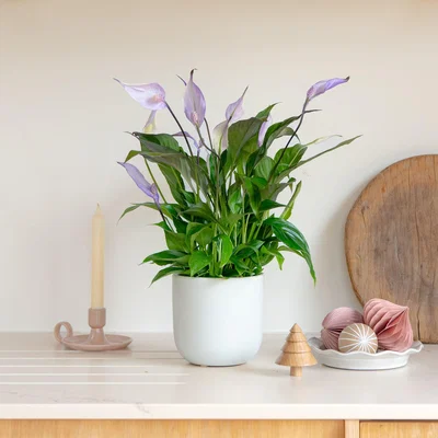Dunelm Lilac Peace Lily House Plant in Earthenware Pot Earthenware Oyster