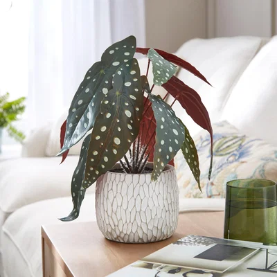 Dunelm Artifical Begonia Plant Green