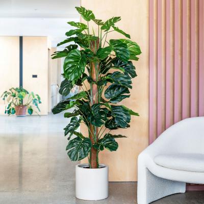 Dunelm Artificial Swiss Cheese Plant on Moss Pole Green