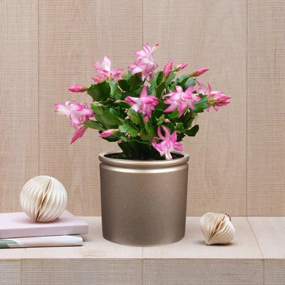Dunelm Christmas Cactus House Plant in Lucca Ceramic Pot Gold