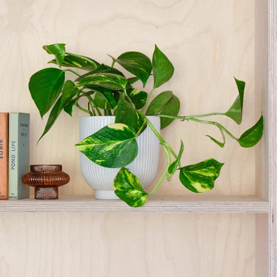 Dunelm Devil's Ivy House Plant in Ribbed Pot Ceramic White