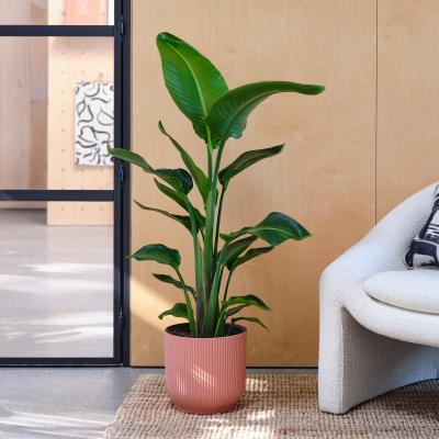 Dunelm Bird Of Paradise House Plant in Elho Pot Plastic Pink
