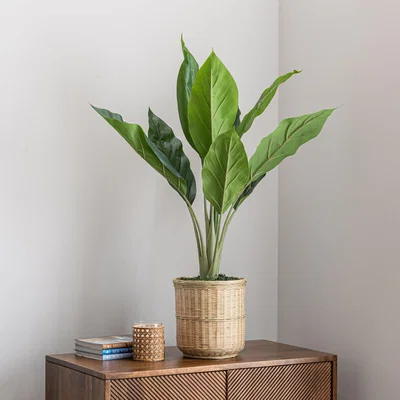 Dunelm Banana Plant in Bamboo Basket Natural