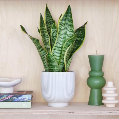 Dunelm Snake House Plant in Ribbed Pot Ceramic White